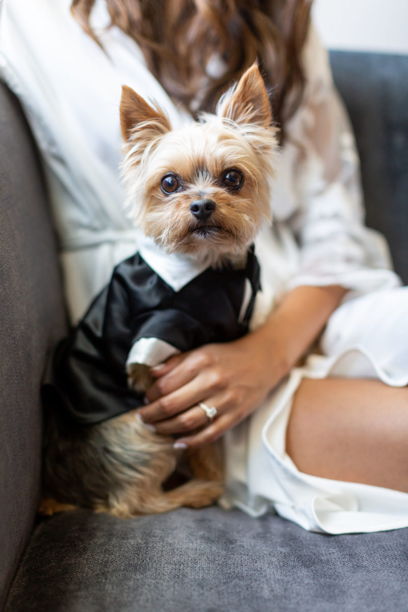 bride in robe with Yorkie in doggie tux
